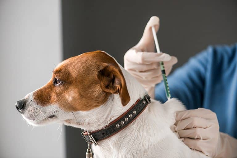 Will Having a Microchip Implanted Hurt My Dog?