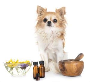 Homeopathy For Dogs