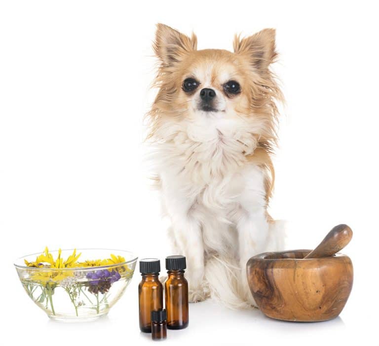 Homeopet: 10 Products Reviews for 2022 (Homeopathy For Dogs)