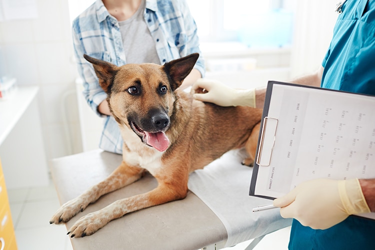 Hypothyroidism In Dogs