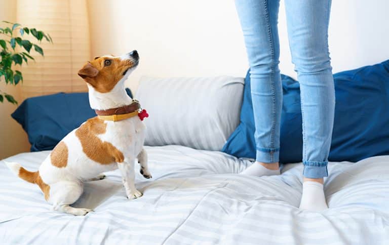 Research Pet-Friendly Hotels