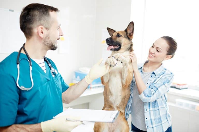 Veterinary Programs offering Canine Genetic Tests