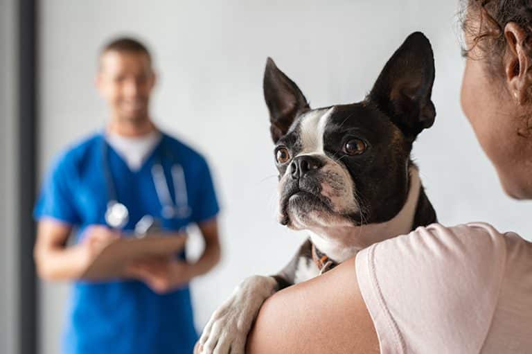 ask the vet checklist - moving with a dog