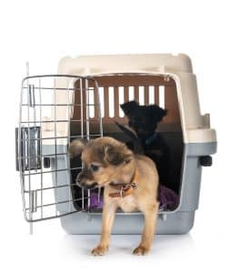 crate training for a flight - moving with dogs