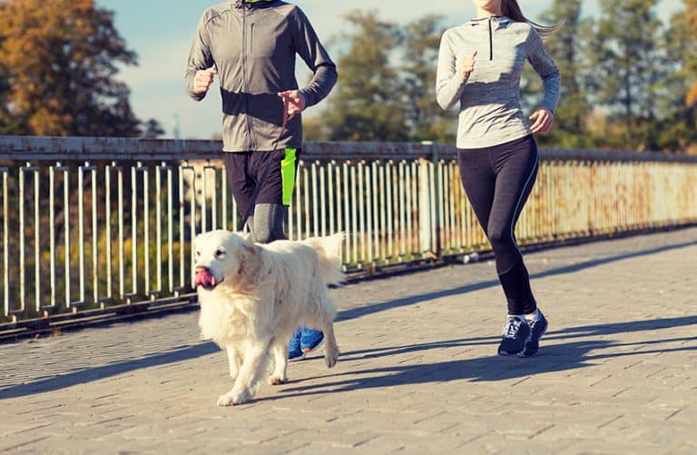 dog Motivate Us to Exercise More