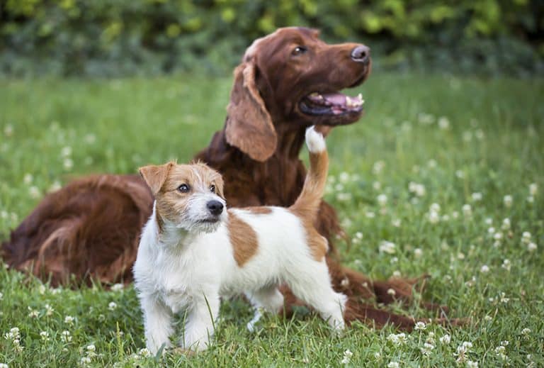 dog dna test - size