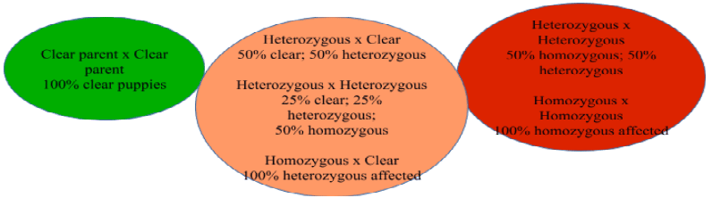 dog dna testing - Homozygous Affected