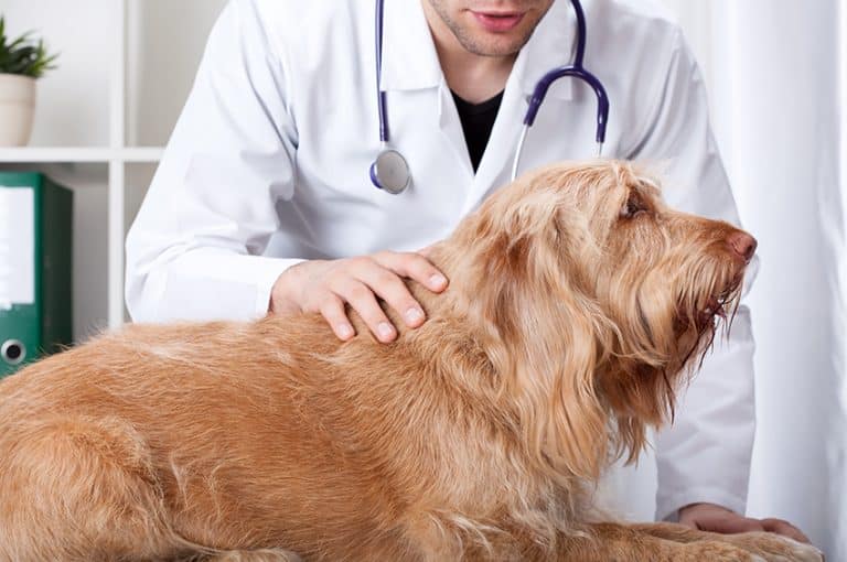 dog dna testing - Medication Sensitivities