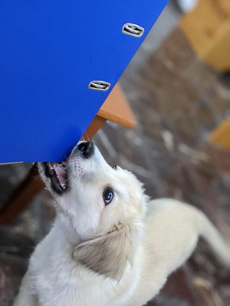 moving with a dog - Keep Your Dog’s Important Documents Handy