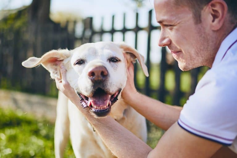 moving with a dog - friendly places