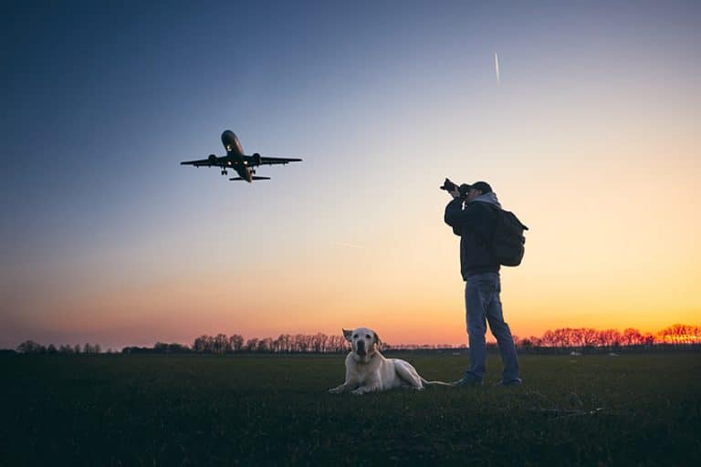 moving with dogs by flight