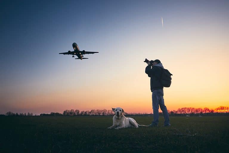 moving with dogs by plane