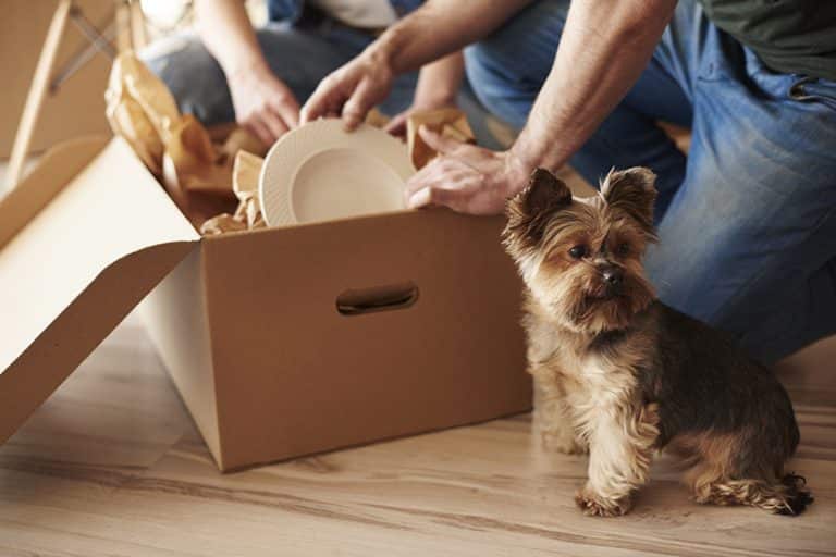 packing with dogs