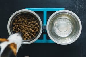 Picture of 25 Best Dog Foods For Hypothyroidism: We asked a Vet