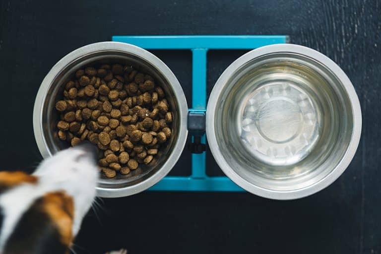 tips to choose the best dog food for hypothyroidism