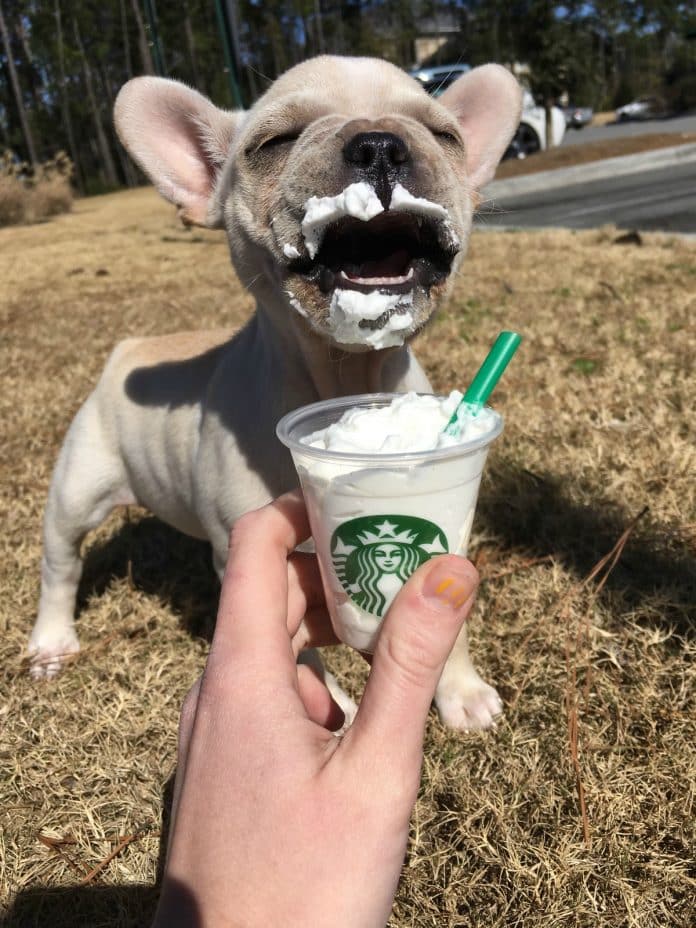 Puppuccino at Starbucks