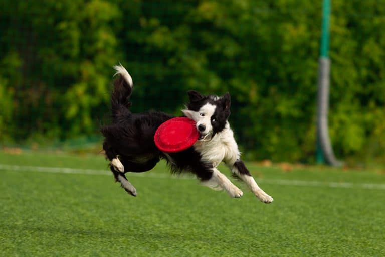 play frisbee with your dog