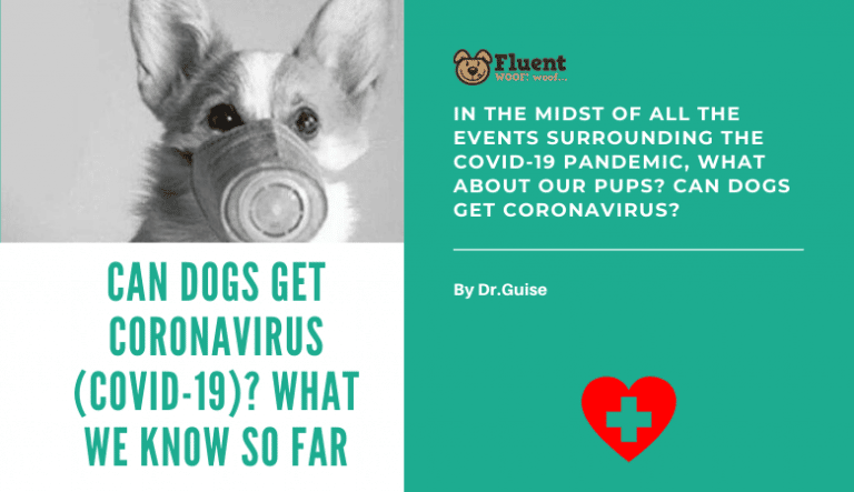 Can Dogs Get Coronavirus COVID-19