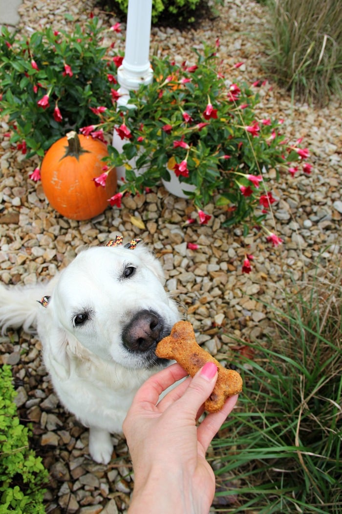 Crunchy Carrot Dog Biscuits
