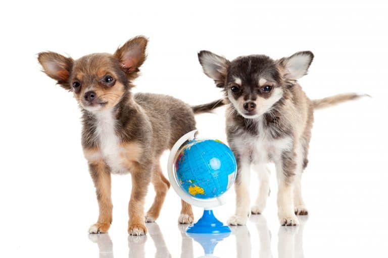 Dogs and Coronavirus Across the Globe