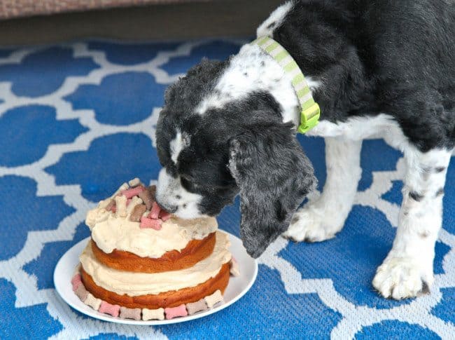Spoiled Dog Cake Recipe
