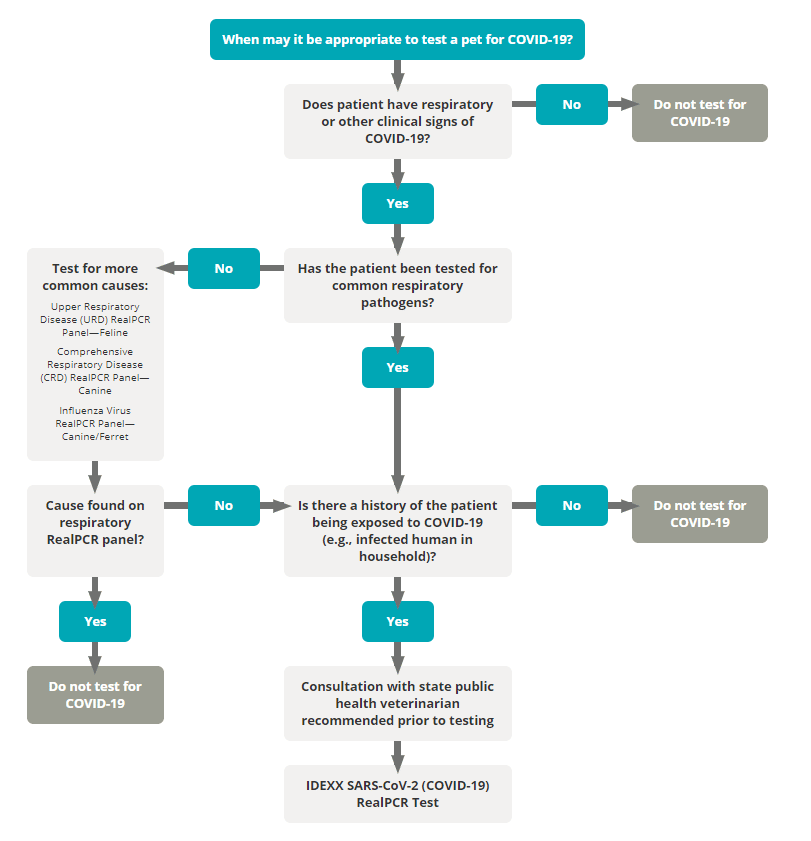 coronavirus covid-19-test for pets