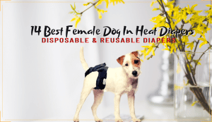 female dog in heat diapers