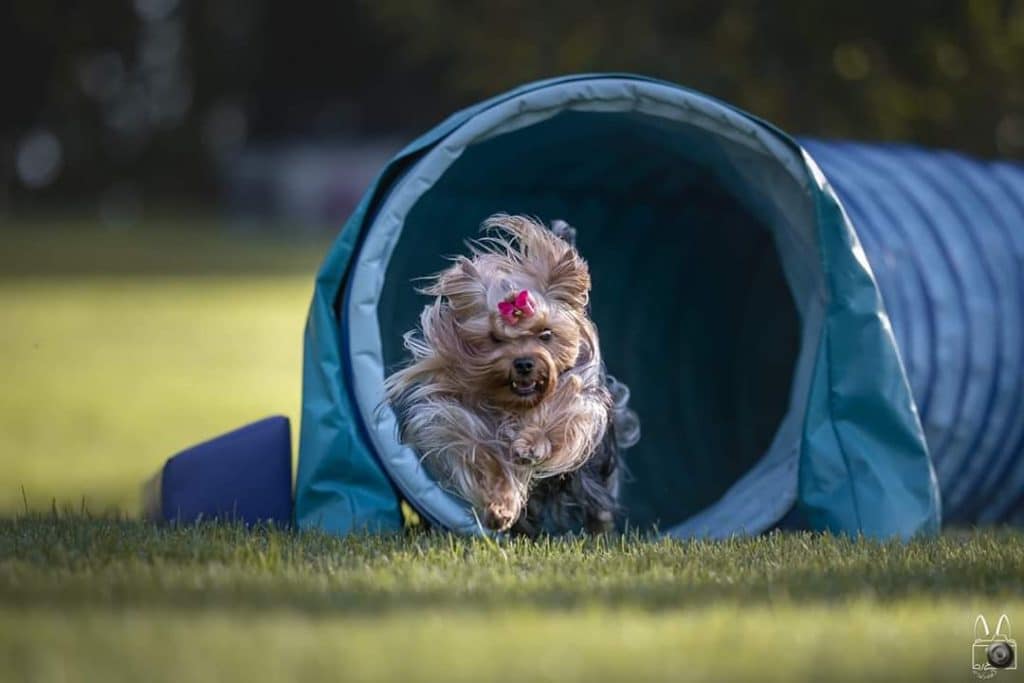 25 Best Dog Foods For Yorkies Dry Food, Canned & Treats