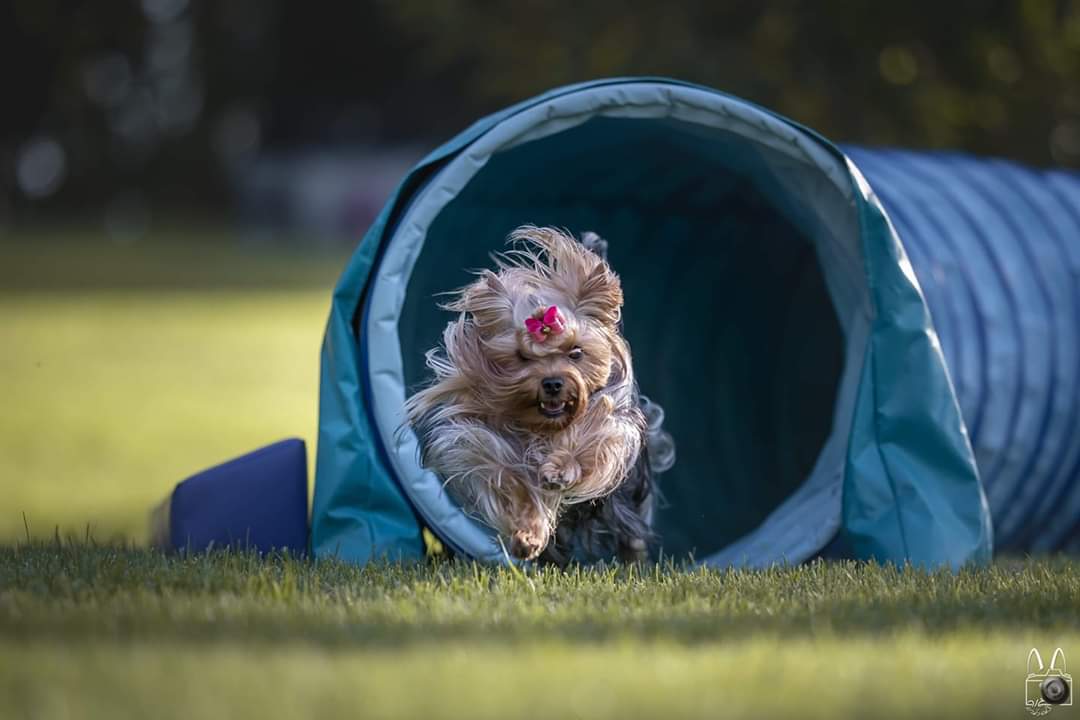 25 Best Dog Foods For Yorkies Dry Food, Canned & Treats