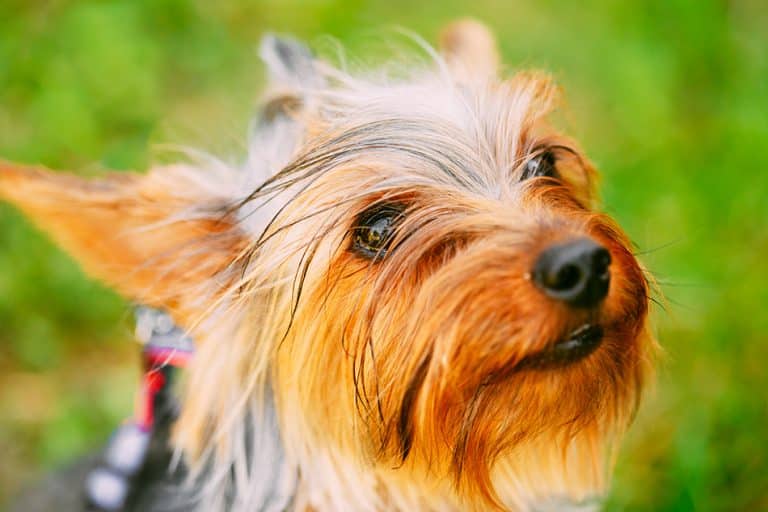 25 Best Dog Foods For Yorkies: Dry Food 