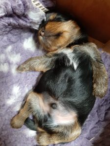 food for yorkies puppies up to 3 months