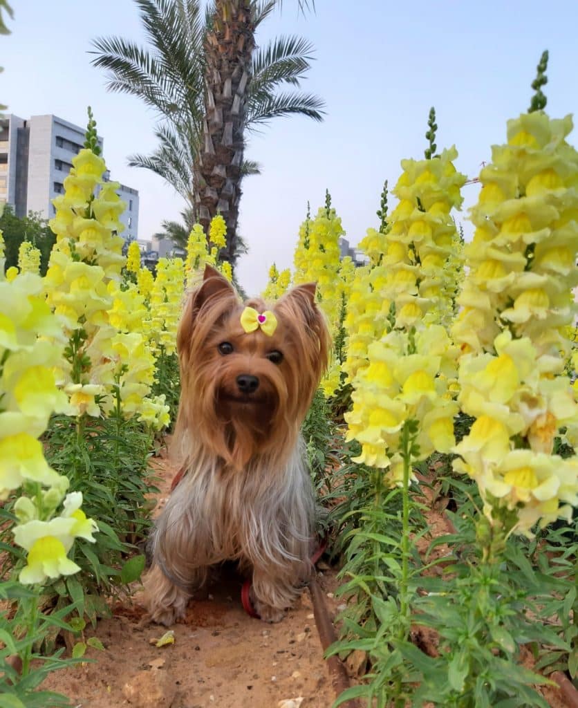 25 Best Dog Foods For Yorkies Dry Food, Canned & Treats