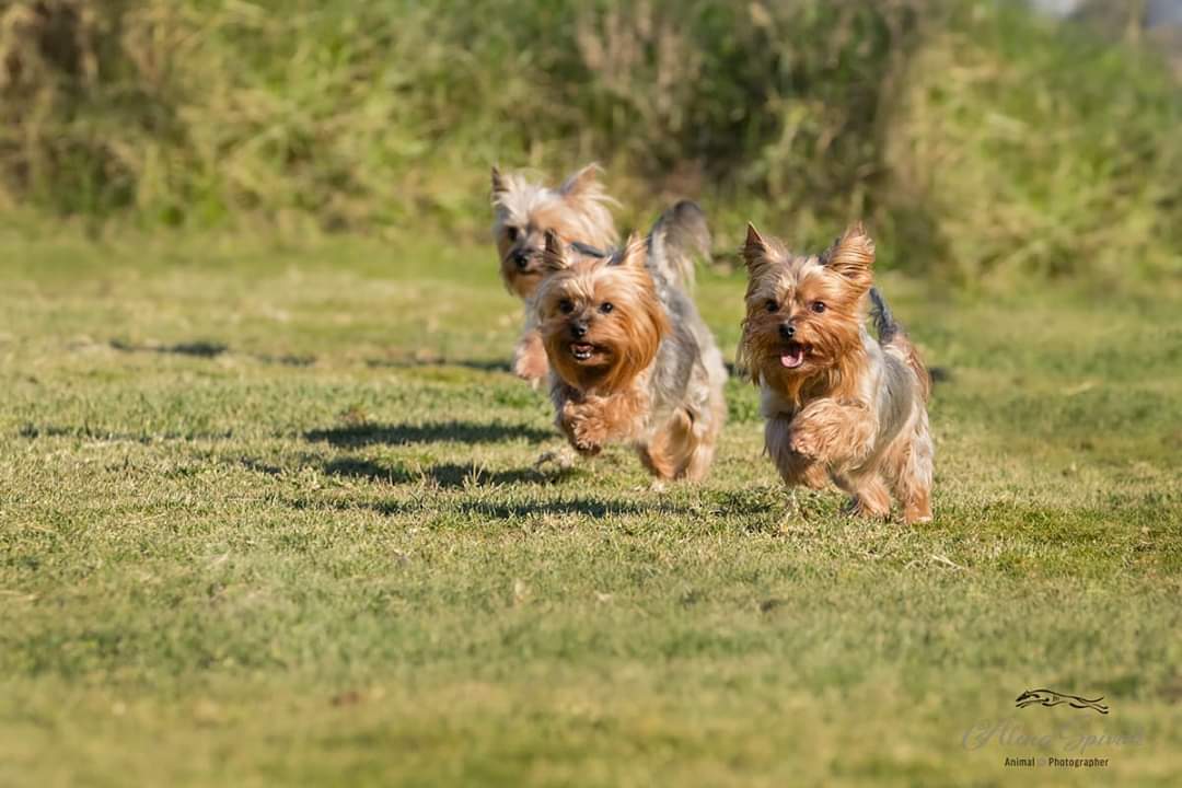 25 Best Dog Foods For Yorkies: Dry Food, Canned & Treats