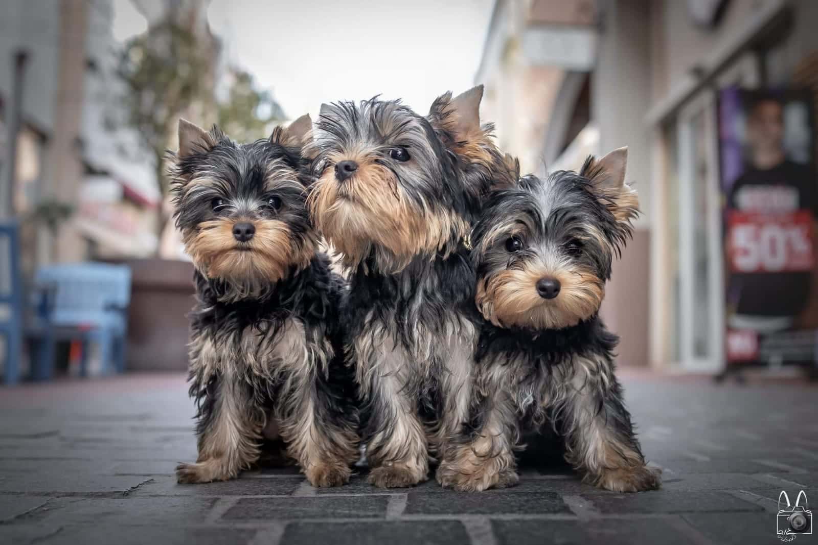 25 Best Dog Foods For Yorkies: Dry Food, Canned & Treats