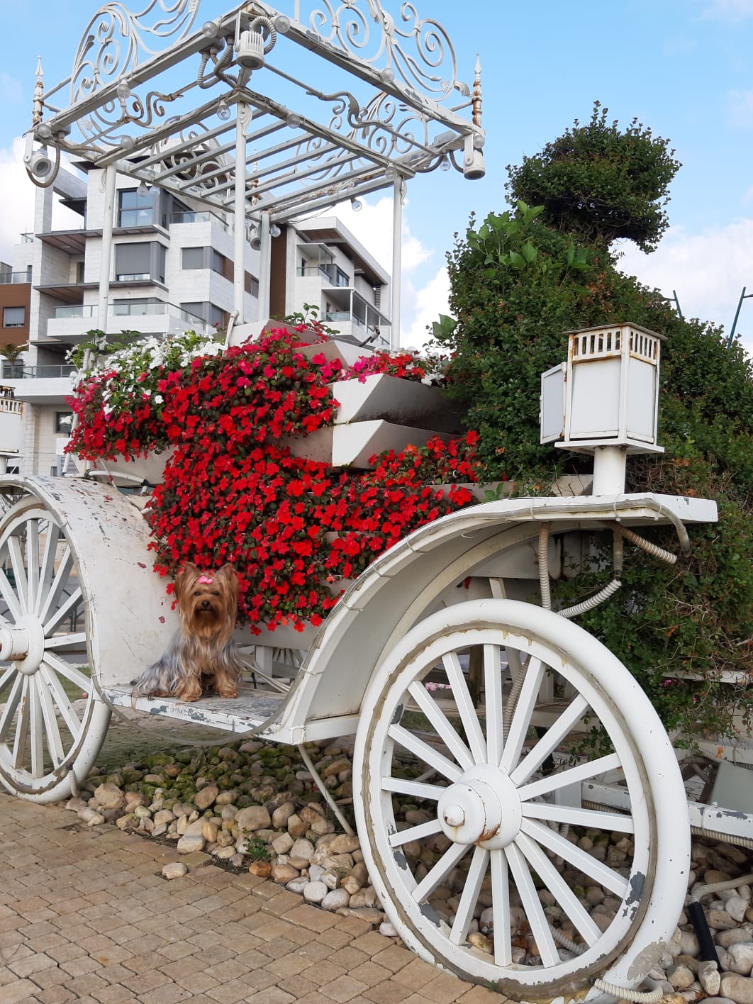 25 Best Dog Foods For Yorkies Dry Food, Canned & Treats