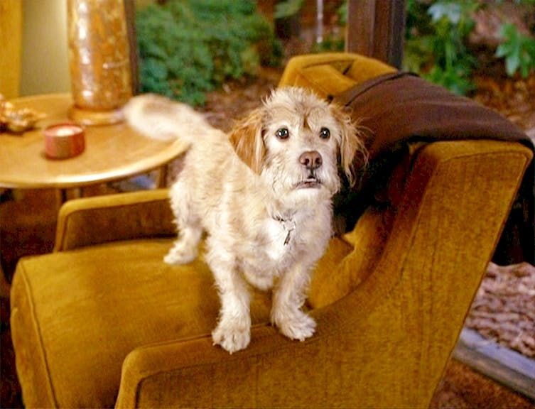 Baxter, the Border Terrier breed anchorman