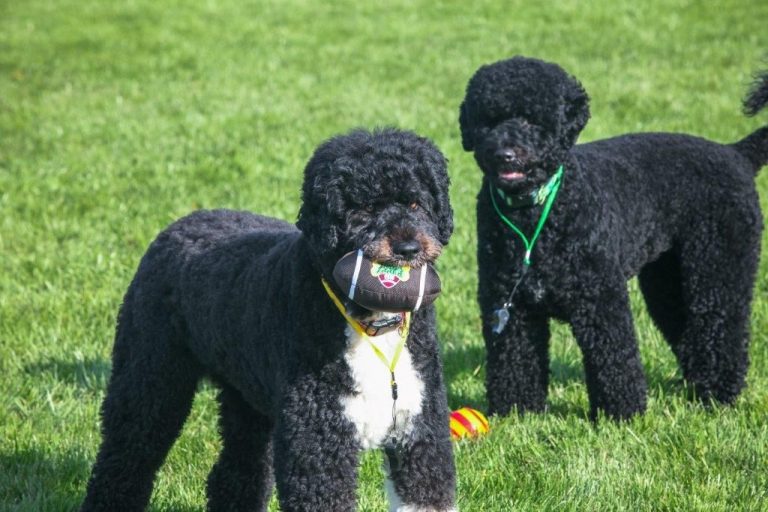 Bo and Sunny the Portuguese Water Dogs breed obama family