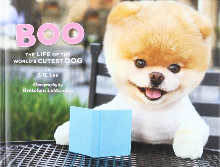 pomeranian boo 2000 tl