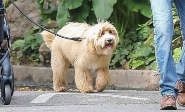 Charlie, the Labradoodle breed star was born