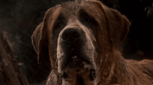 Cujo the St.Bernard dog breed