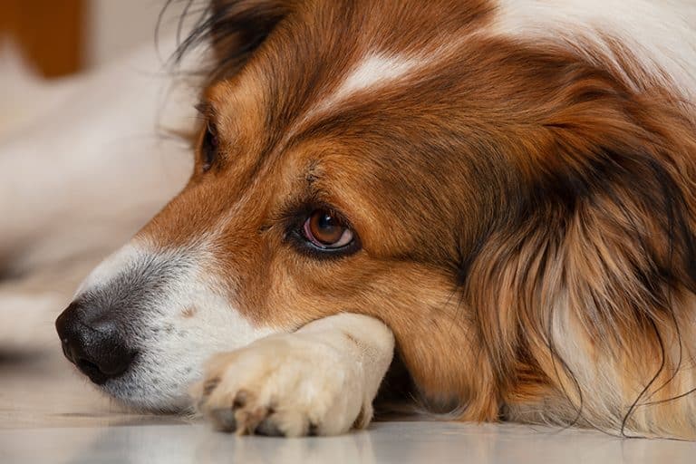 Does my dog really need flea and tick medications?