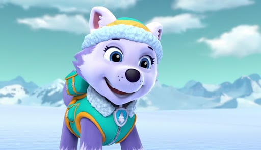 Everest, the Siberian Husky breed paw patrol