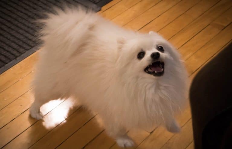 Gabe, the Miniature American Eskimo breed