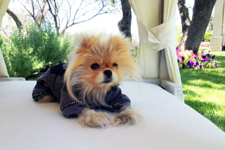 Giggy, the Pomeranian breed Lisa Vanderpump