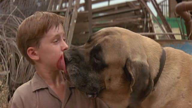 Hercules, the English Mastiff breed sandlot