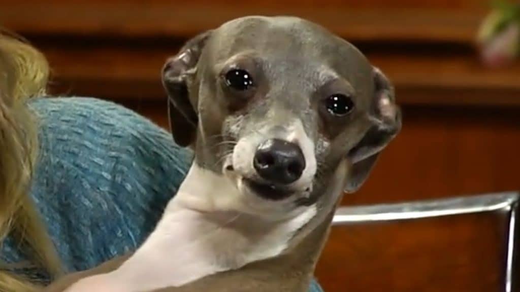 The Woof of Fame 104 famous dogs that made us better