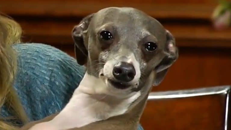 Kermit the Italian Greyhound dog breed Jenna Marbles