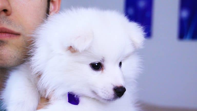 Klondike, the Toy American Eskimo breed Jacksfilms