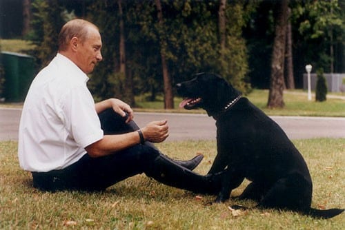 Konni the Labrador Retriever dof breed Vladimir Putins