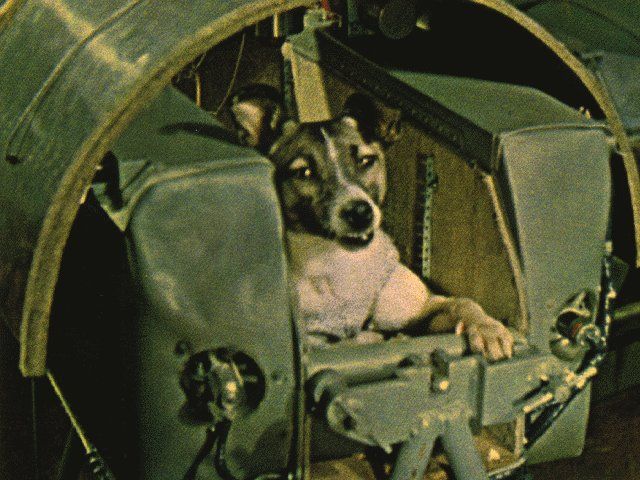 Laika, the Samoyed Terrier Mix breed first dog in space